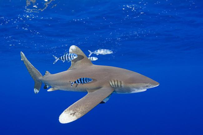 Learn our top 10 facts about sharks | WWF